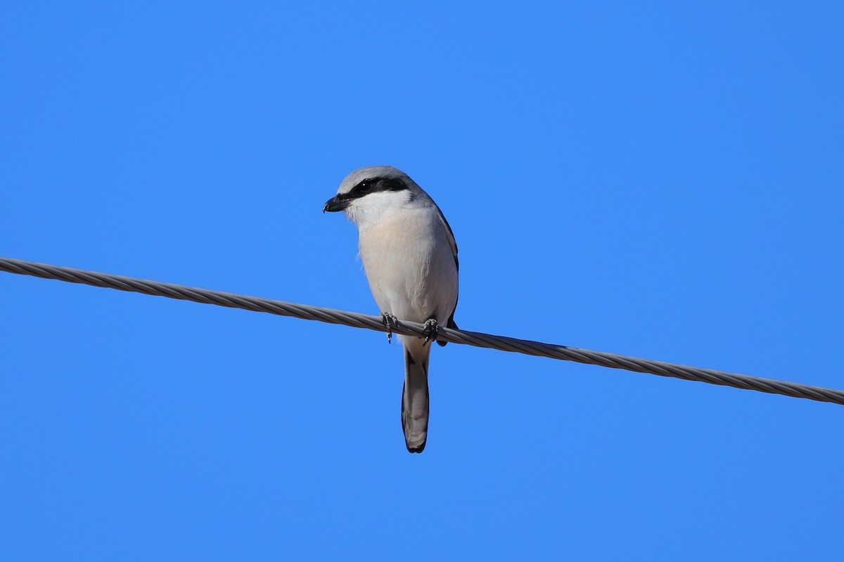 Loggerhead Shrike - ML646484495