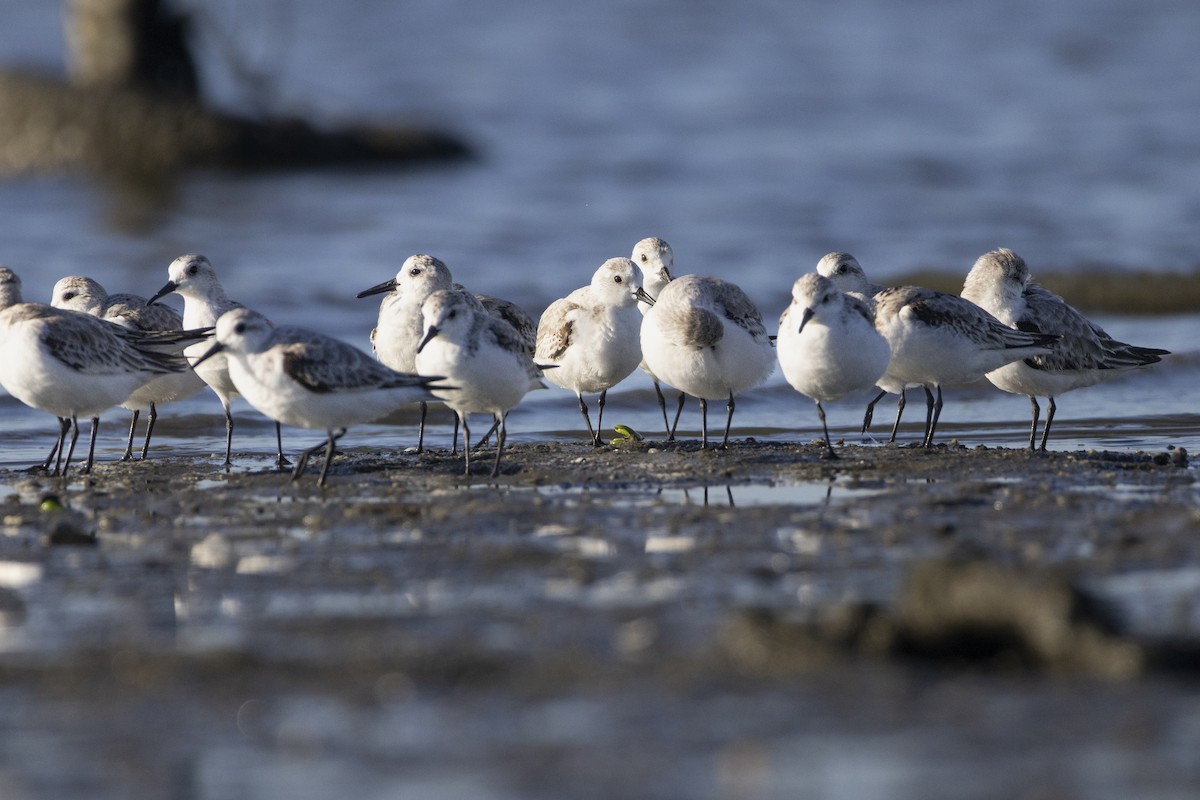 Piovanello tridattilo - ML646484497