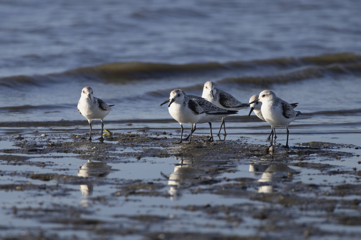 Piovanello tridattilo - ML646484498