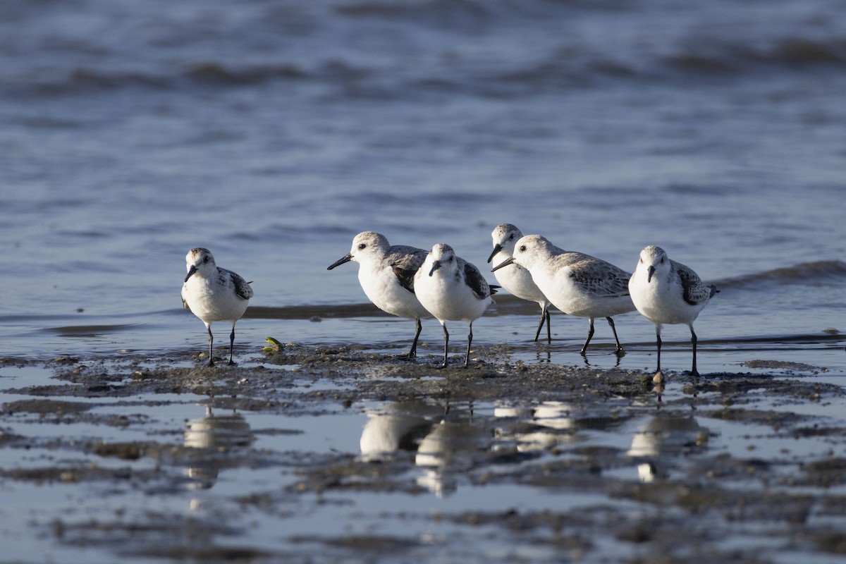 Piovanello tridattilo - ML646484500