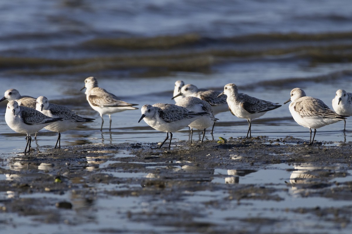 Piovanello tridattilo - ML646484501