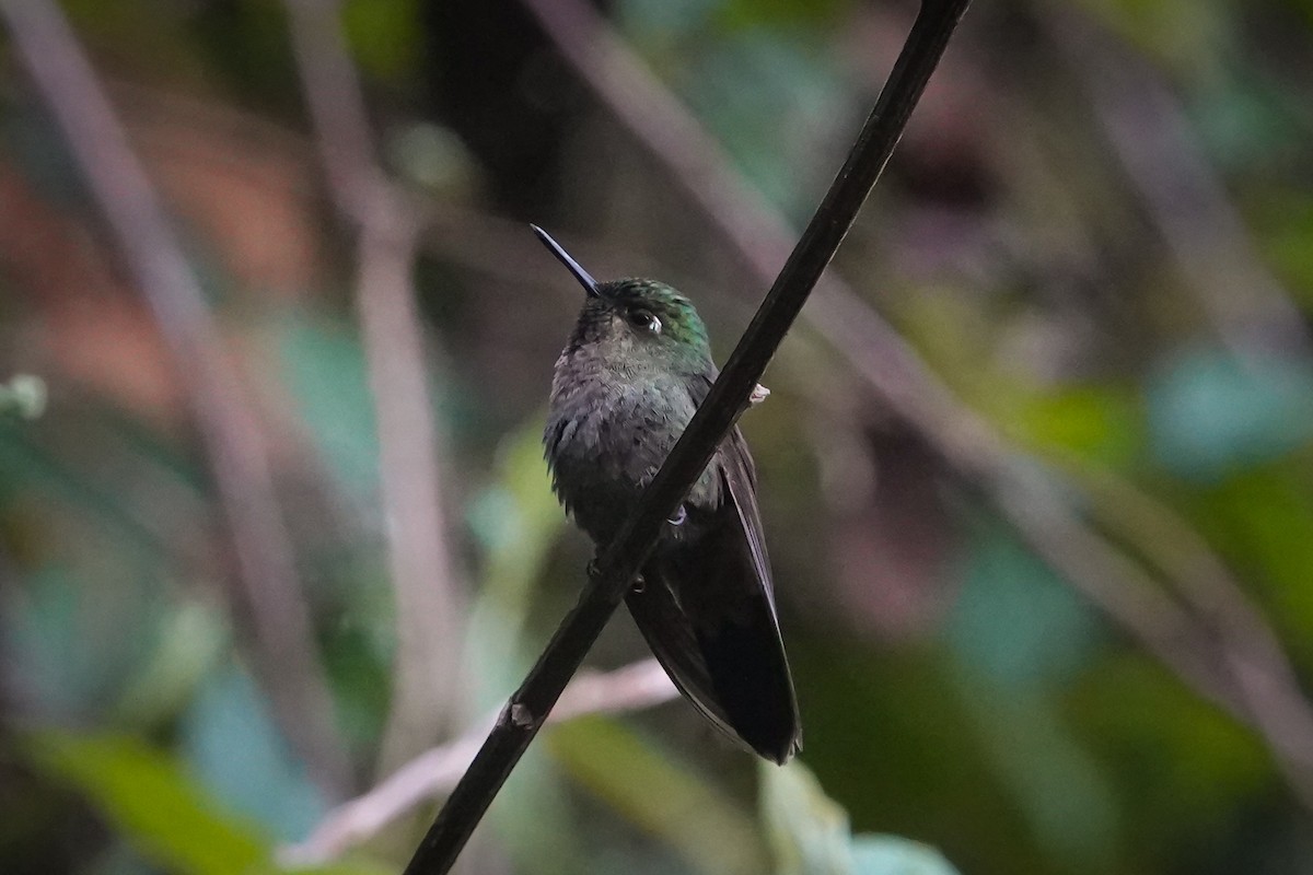 Métallure émeraude (districta) - ML646484502