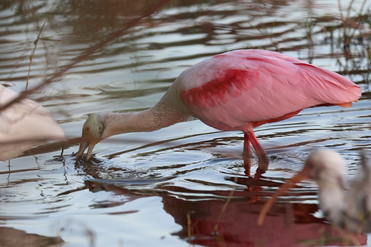 kolpík růžový - ML646484508