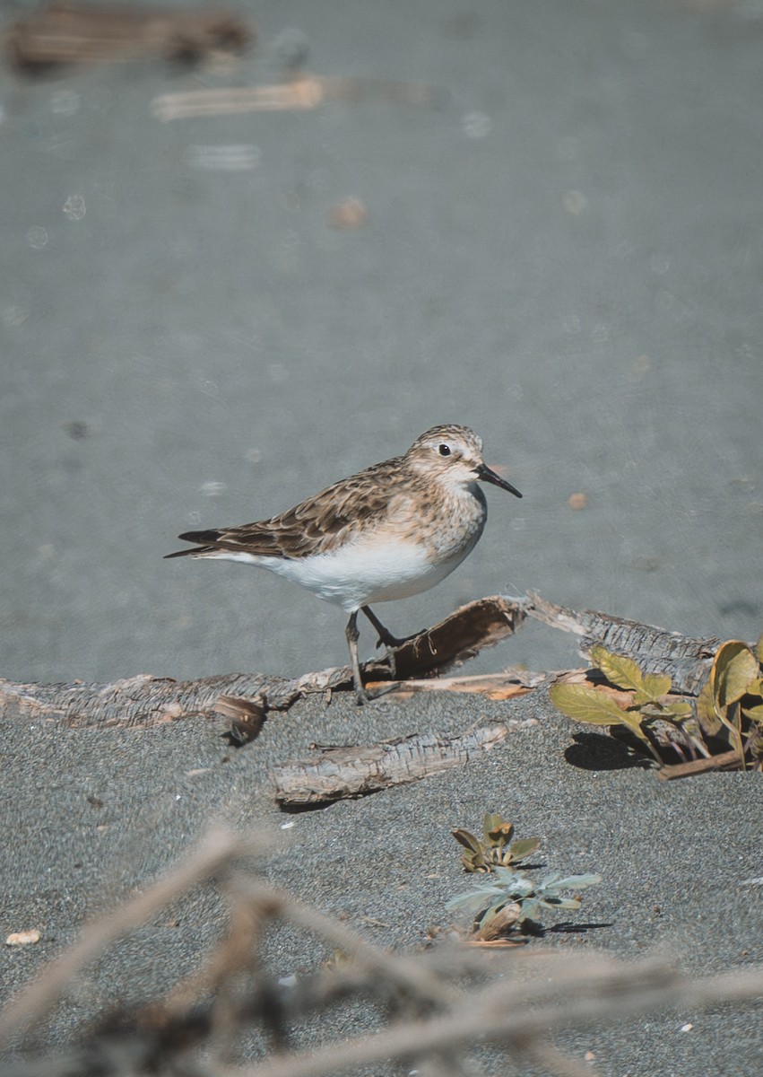 Baird's Sandpiper - ML646484510