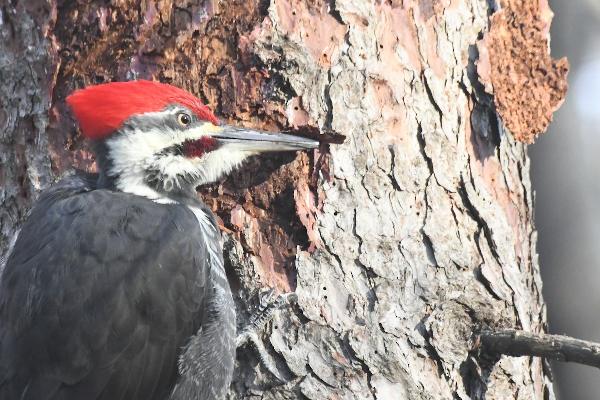 Pileated Woodpecker - ML646484511