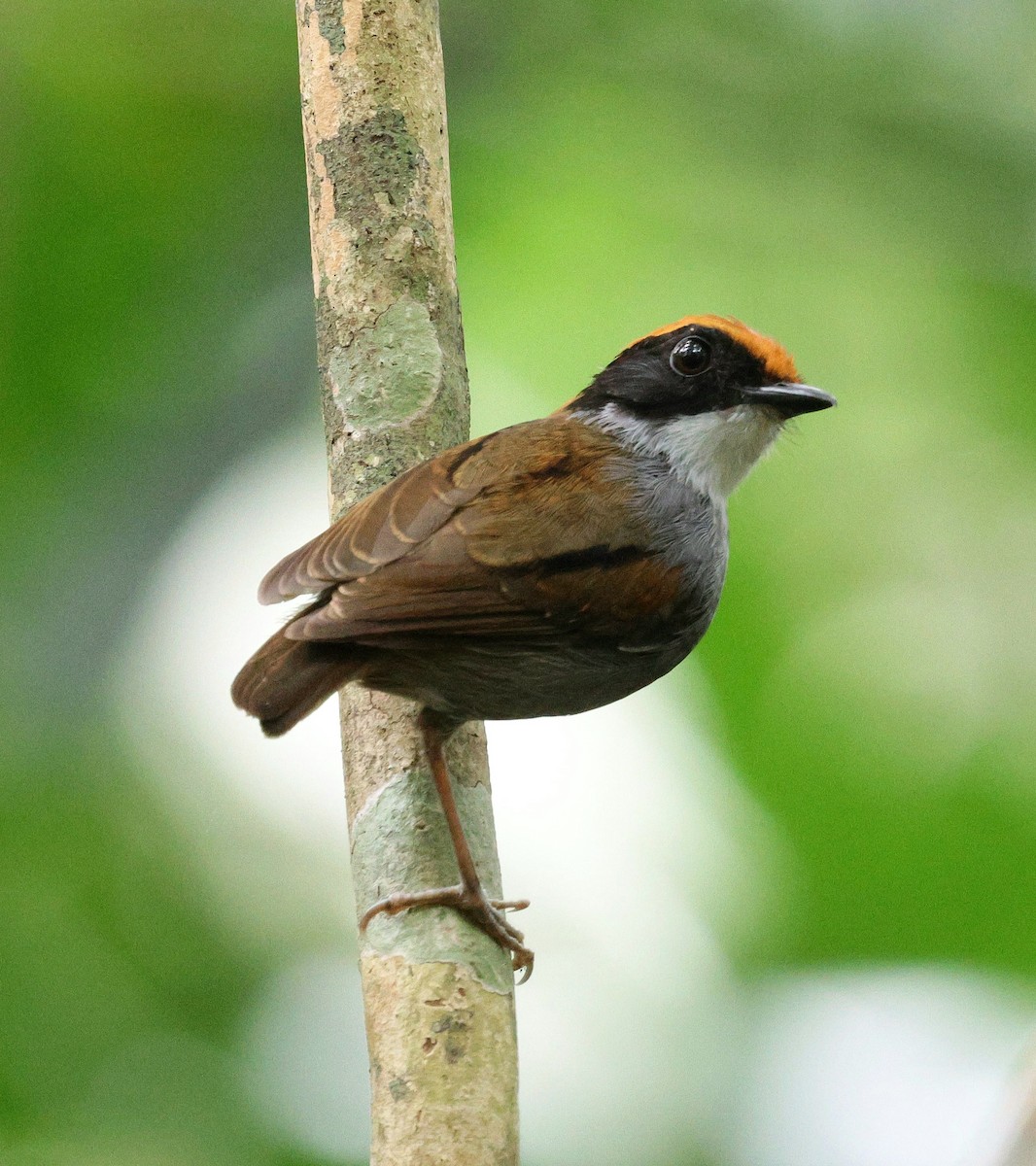 Black-cheeked Gnateater - ML646484513