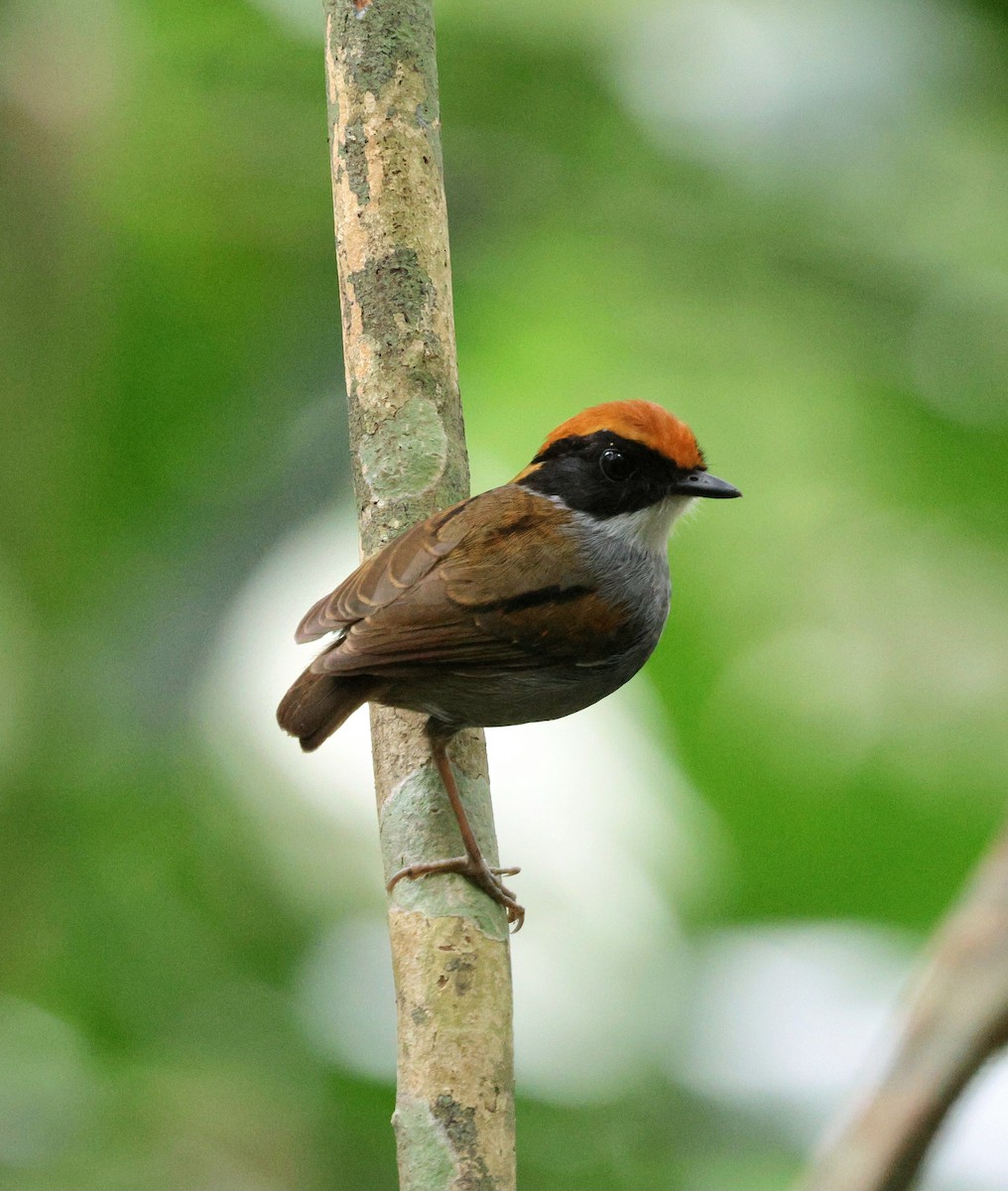 Black-cheeked Gnateater - ML646484514