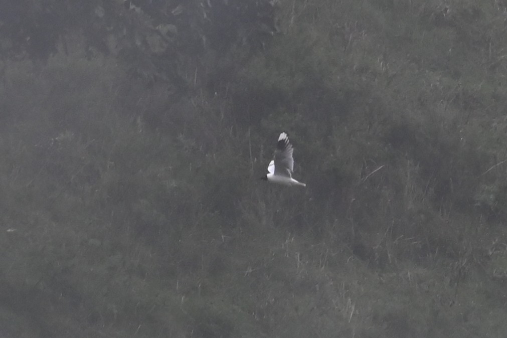 Andean Gull - ML646484517