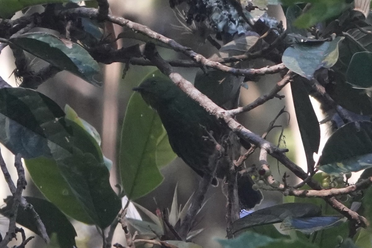 Cotinga à poitrine d'or - ML646484520