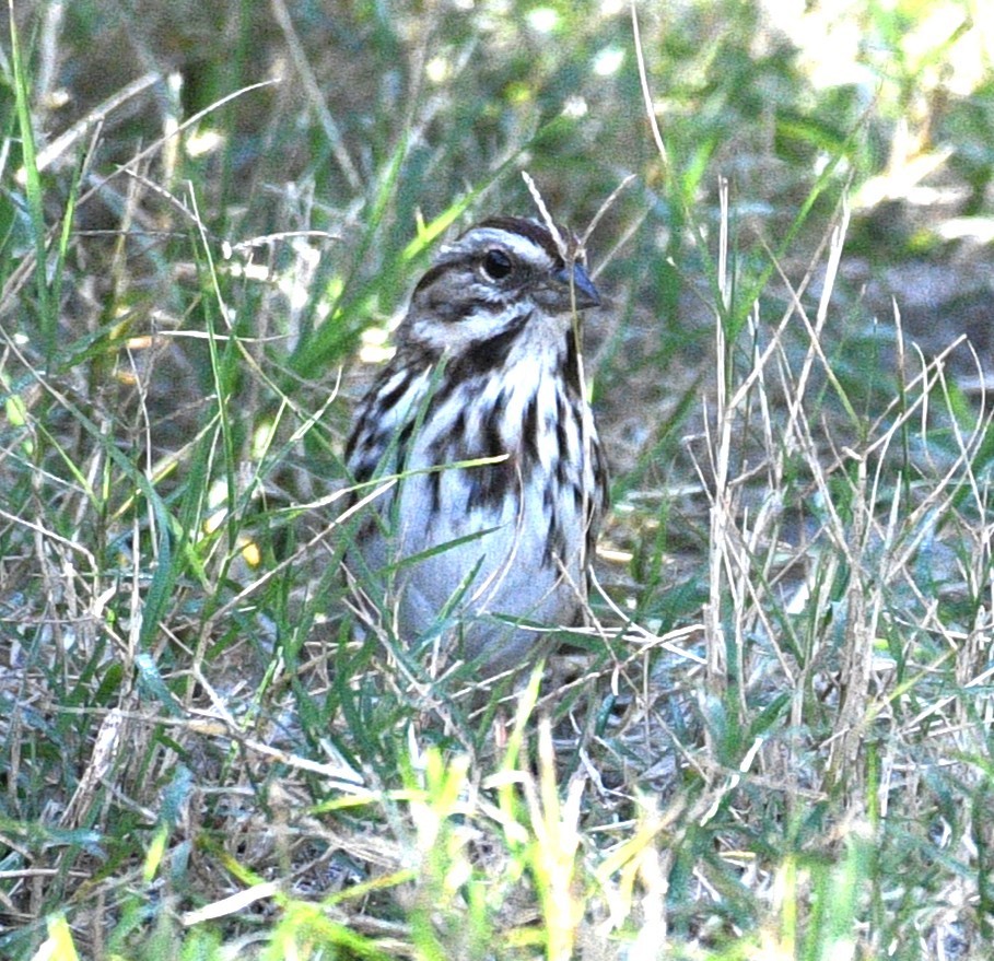 strnadec zpěvný - ML646484521