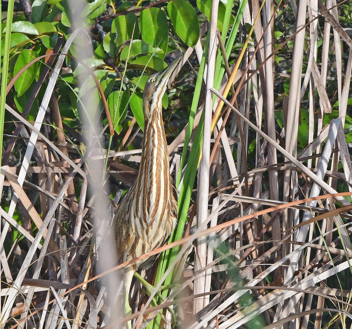 Amerika Balabanı - ML646484522