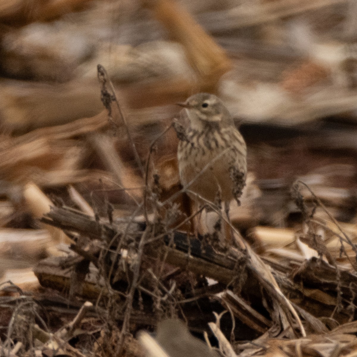 Spioncello del Pacifico - ML646484523