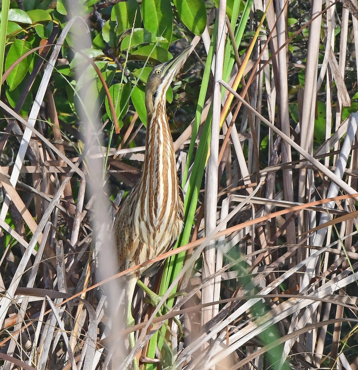 Amerika Balabanı - ML646484525