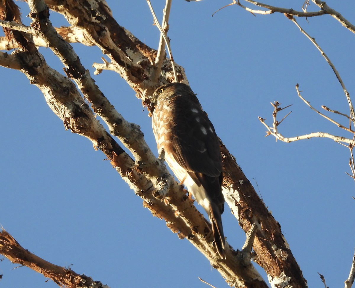 Sharp-shinned Hawk (Northern) - ML646484527