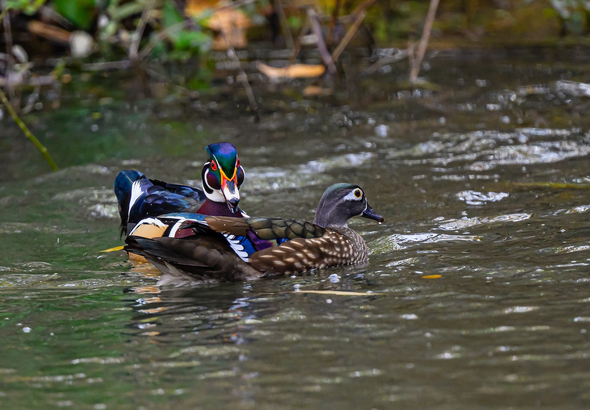 Ahate karolinarra - ML646484530