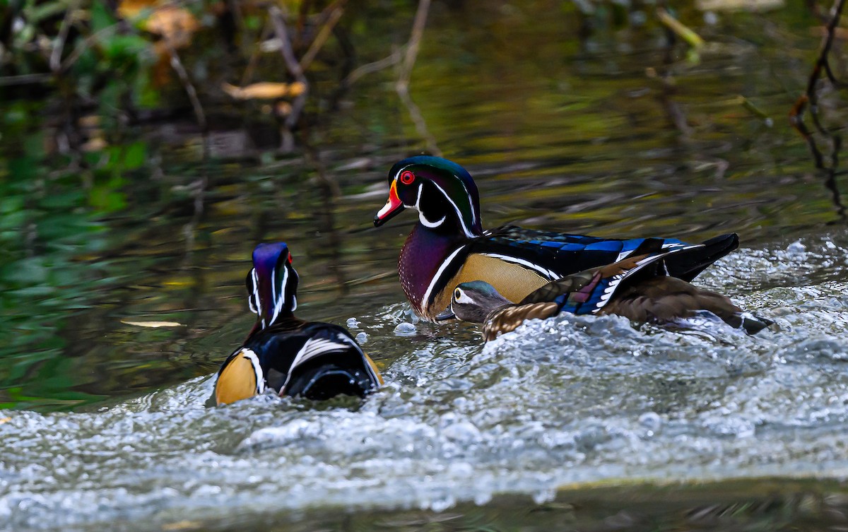 Ahate karolinarra - ML646484531