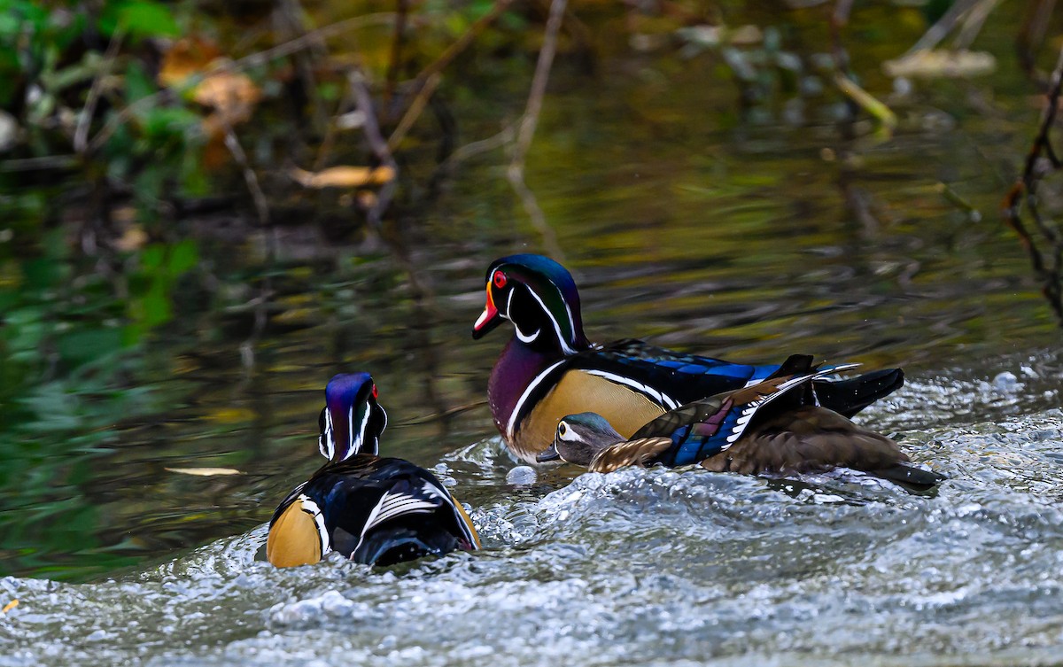 Ahate karolinarra - ML646484532