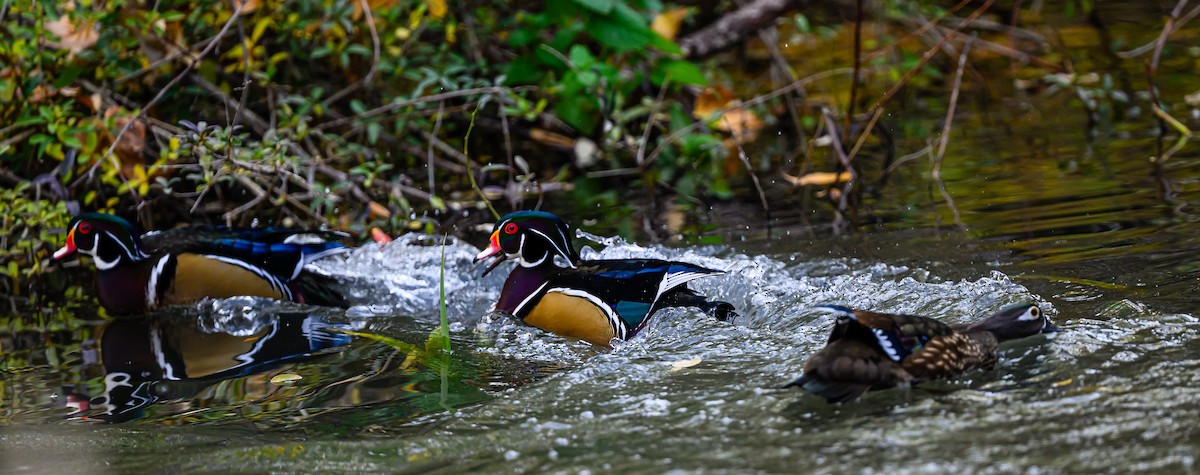 Ahate karolinarra - ML646484533