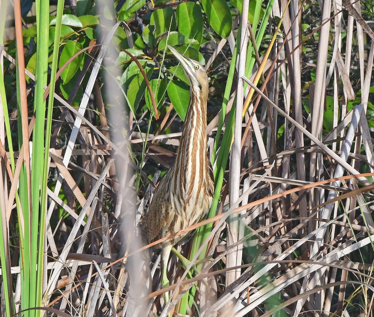 Amerika Balabanı - ML646484534