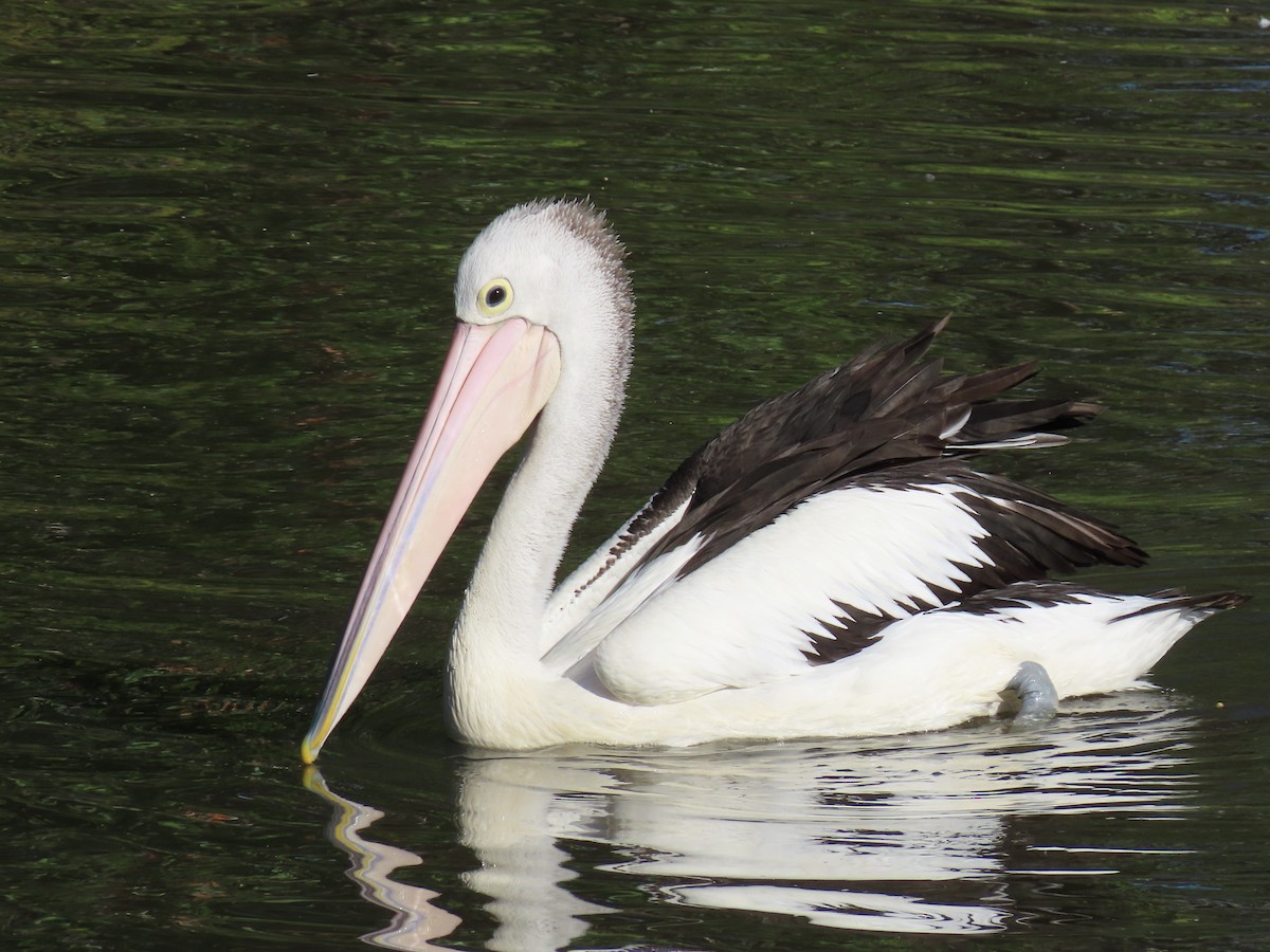 Australian Pelican - ML646484535