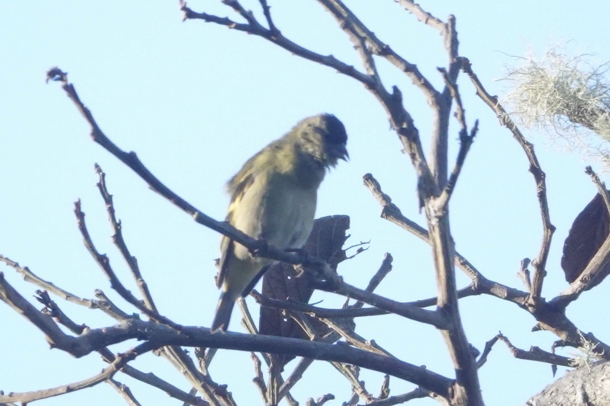 Jilguero Andino - ML646484536