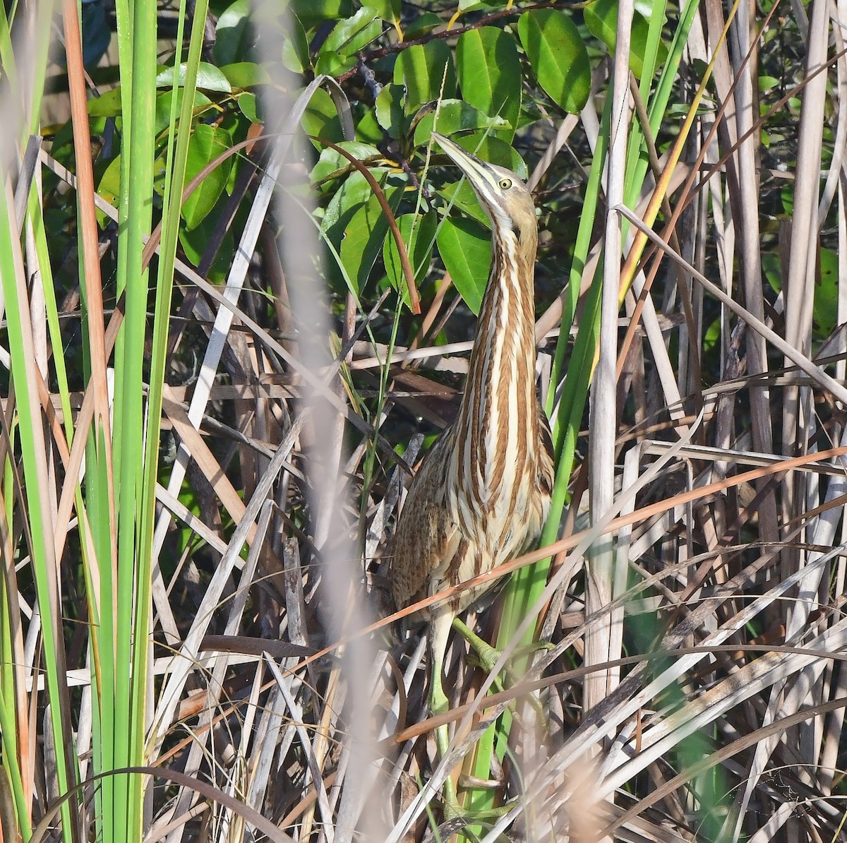 Amerika Balabanı - ML646484538