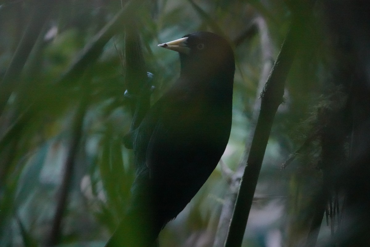 Cassique à bec jaune - ML646484539