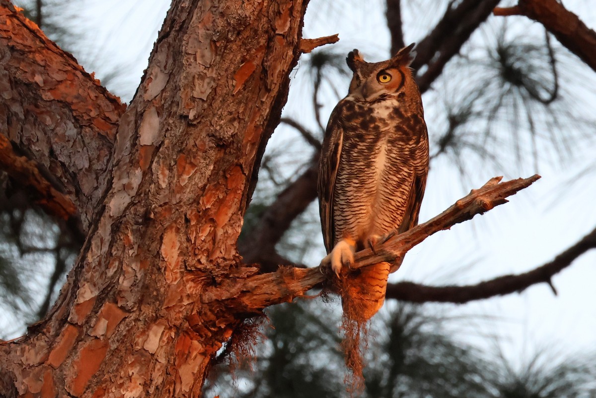 výr virginský - ML646484540