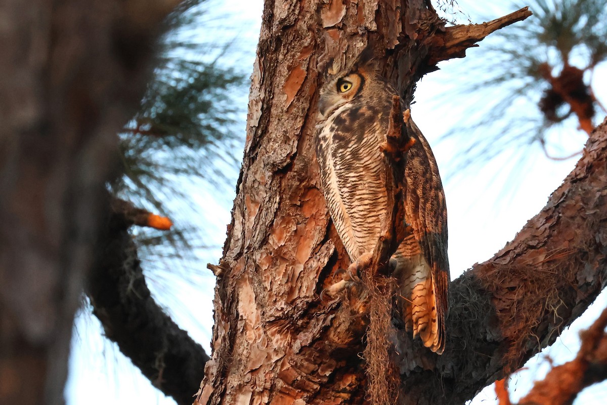 výr virginský - ML646484541