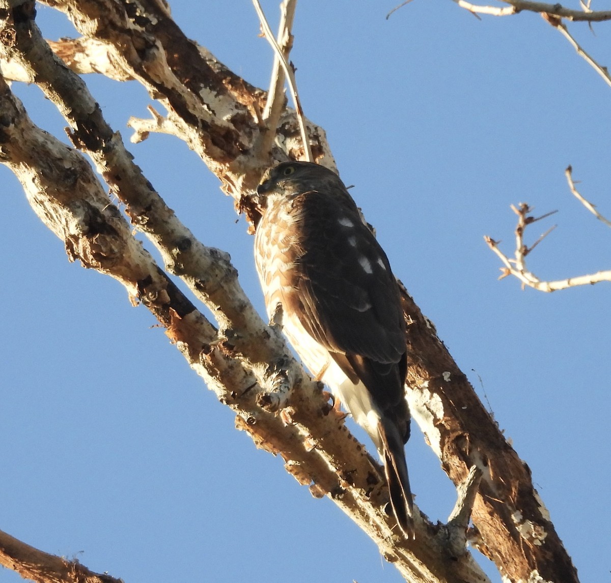 Sharp-shinned Hawk (Northern) - ML646484545