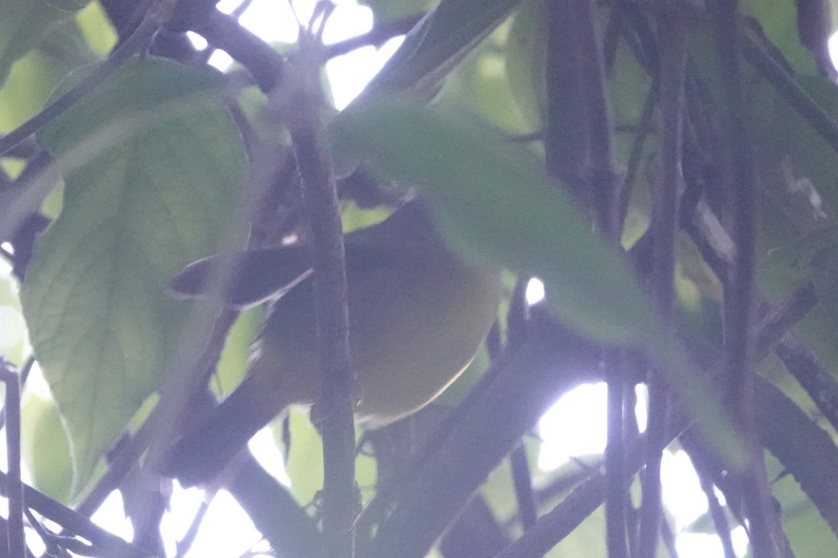 Paruline à lores blancs - ML646484547