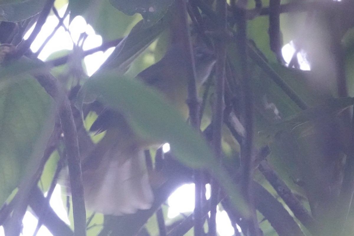 Paruline à lores blancs - ML646484548