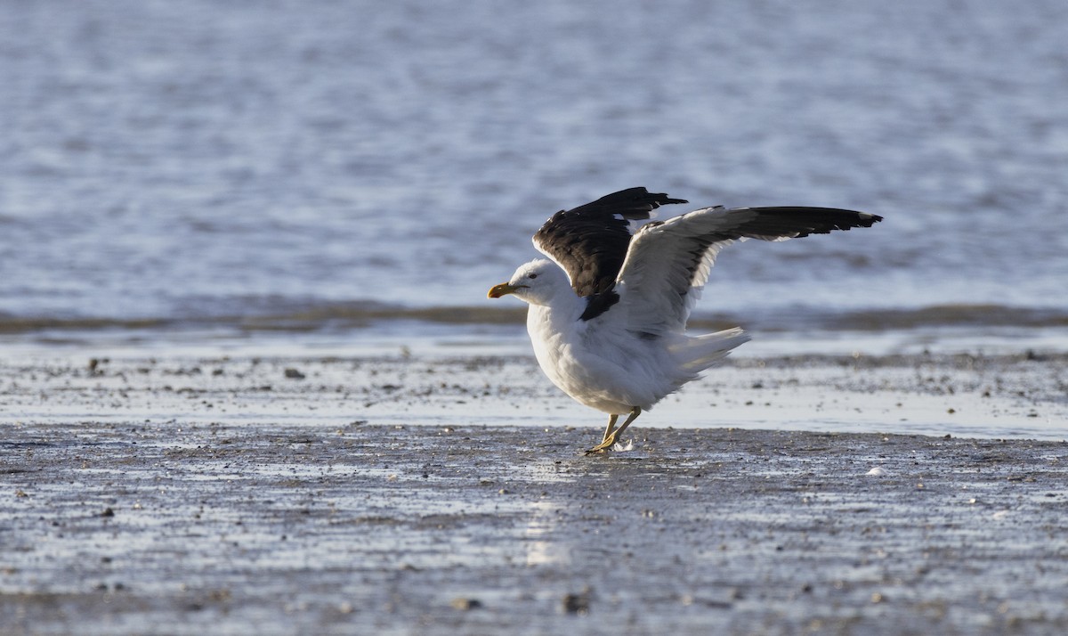 Kelp Gull - ML646484550