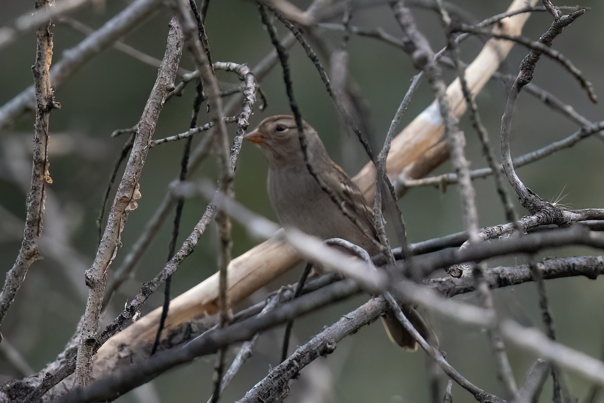 Chingolo Coroniblanco - ML646484553
