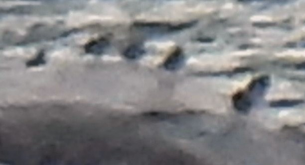 Ruddy Turnstone - ML646484555