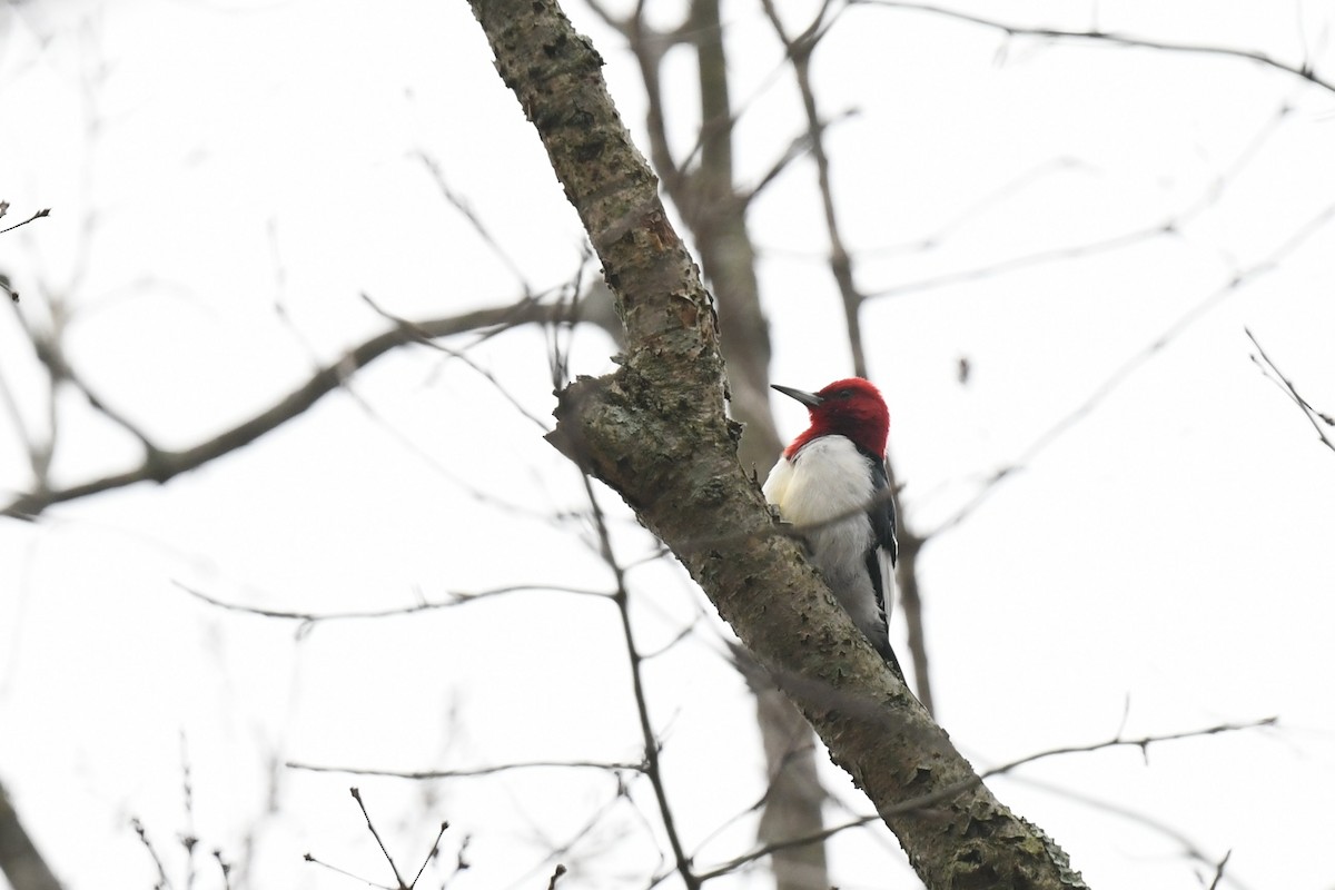 Red-headed Woodpecker - ML646484556