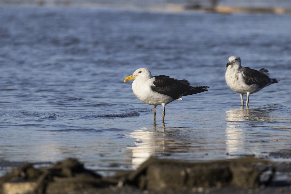 Kelp Gull - ML646484558