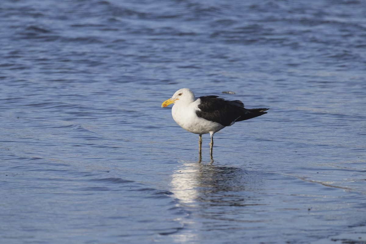 Kelp Gull - ML646484559