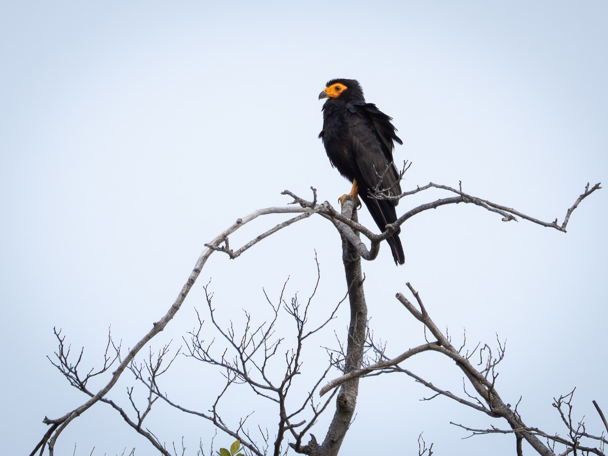 キノドカラカラ - ML646484562