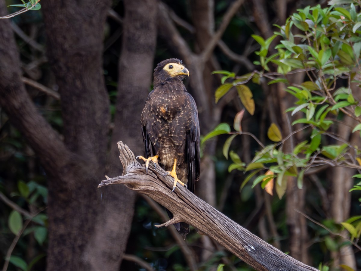 キノドカラカラ - ML646484563