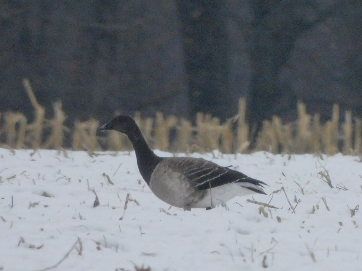 Brant - ML646484566