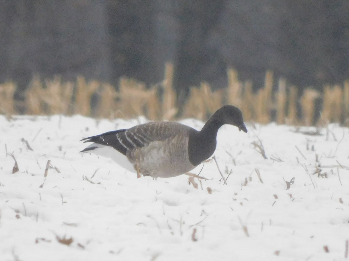Brant - ML646484568