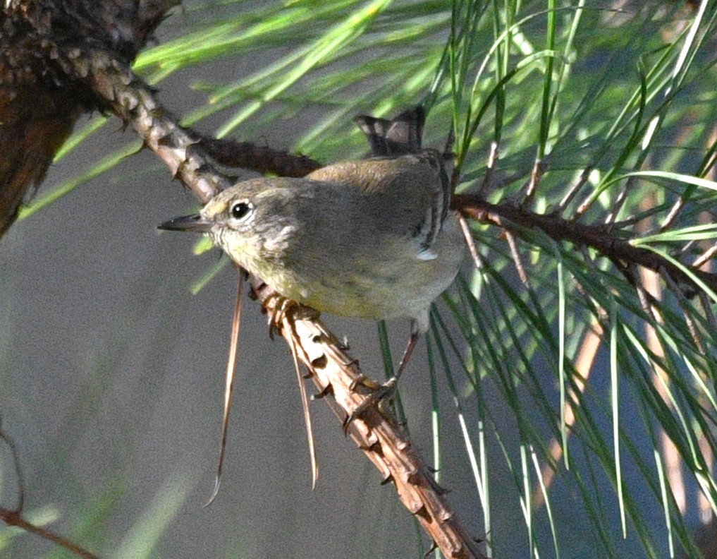 lesňáček borovicový - ML646484570