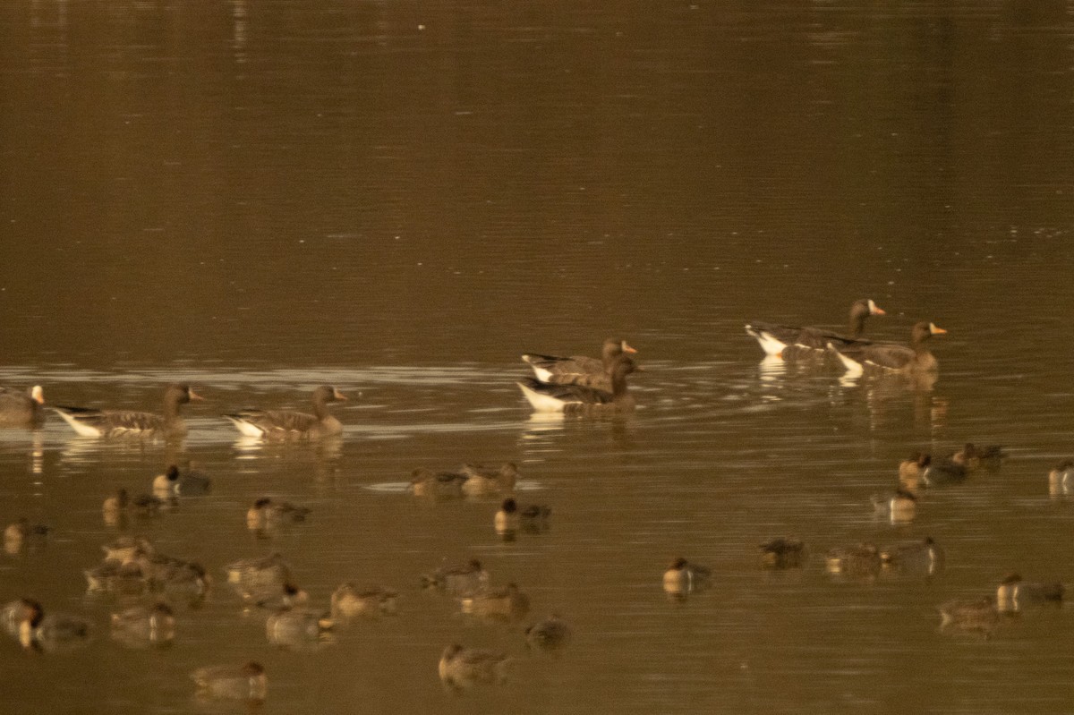 Oca lombardella - ML646484571