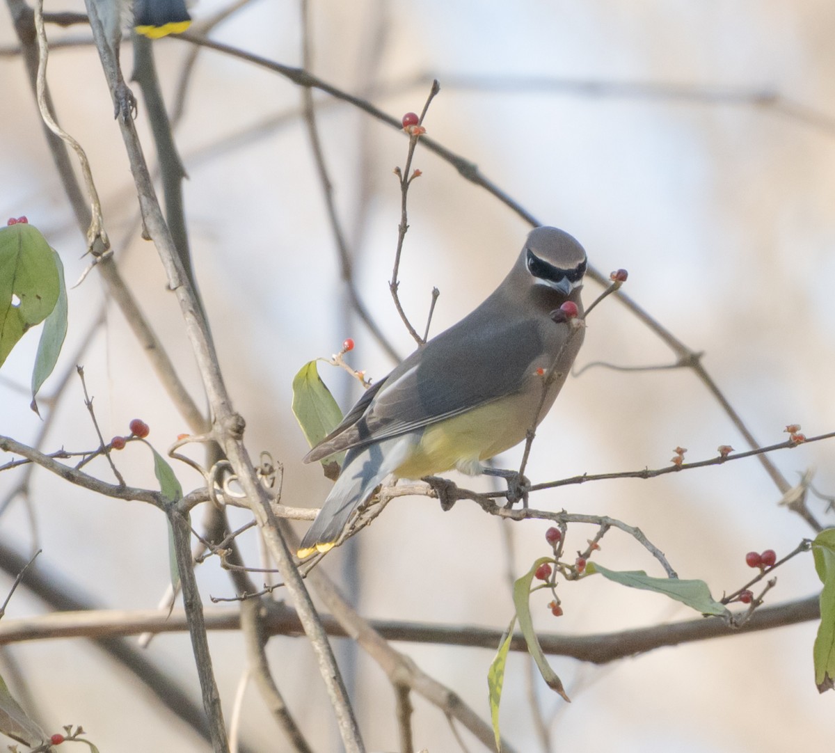 brkoslav americký - ML646484572