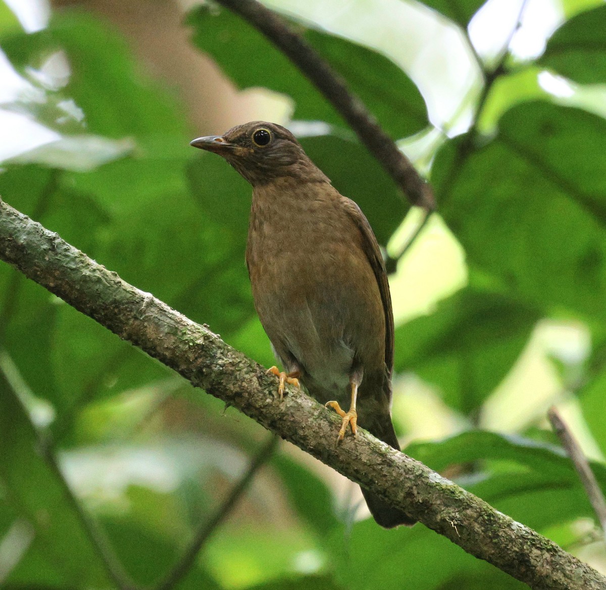 Yellow-legged Thrush - ML646484573