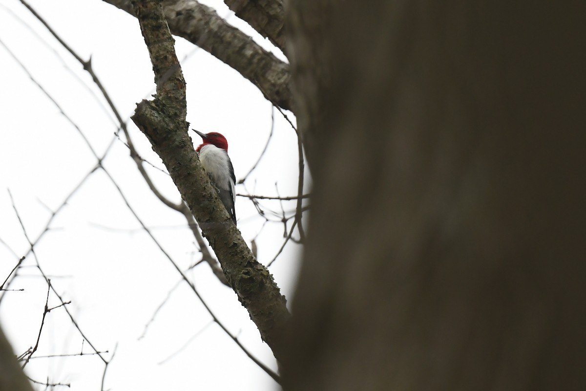 Red-headed Woodpecker - ML646484574