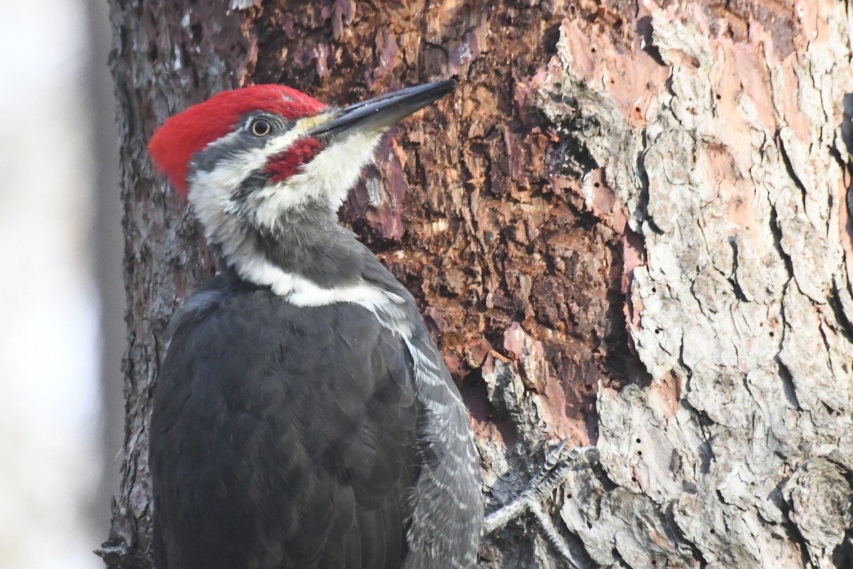 Pileated Woodpecker - ML646484575