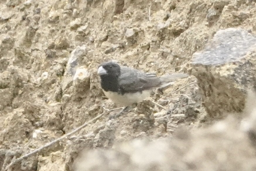 Sporophile à ventre jaune - ML646484578