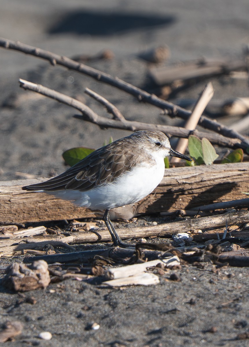 Semipalmated Sandpiper - ML646484583